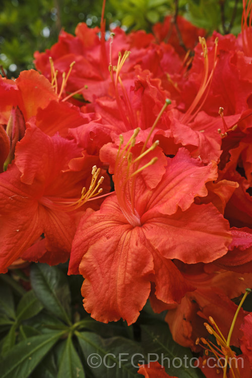 Rhododendron (deciduous azalea</i>) 'Ilam. Melford Flame' (syn 'Melford Flame'), an Ilam hybrid raised by Dr. Yeates of Palmerston. North, NZ