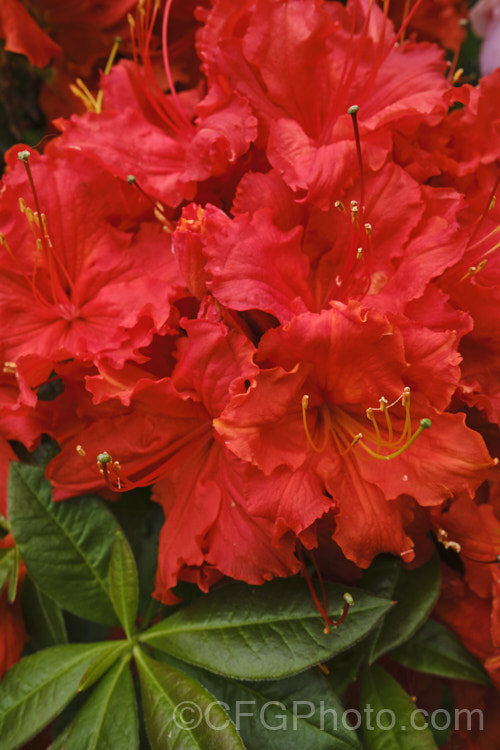 Rhododendron (deciduous azalea</i>) 'Ilam. Melford Flame' (syn 'Melford Flame'), an Ilam hybrid raised by Dr. Yeates of Palmerston. North, NZ
