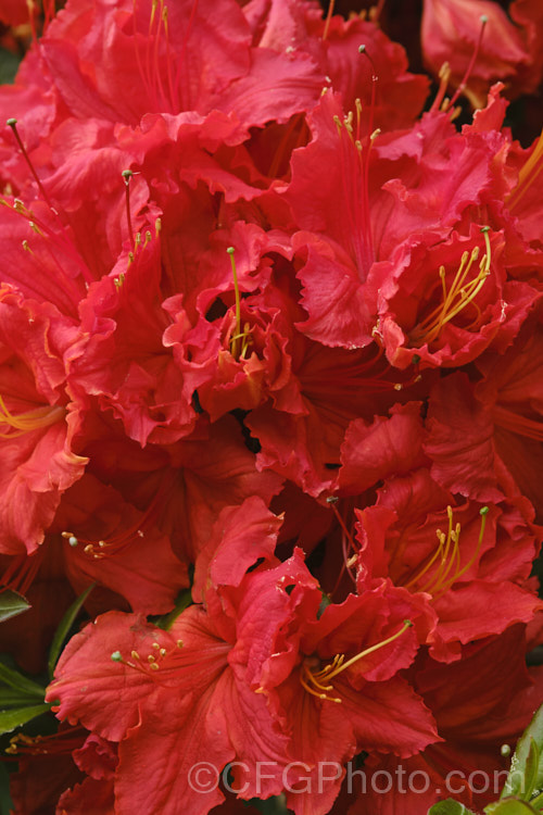 Rhododendron (deciduous azalea</i>) 'Ilam. Melford Flame' (syn 'Melford Flame'), an Ilam hybrid raised by Dr. Yeates of Palmerston. North, NZ
