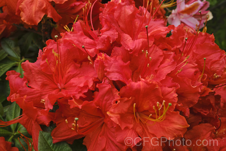 Rhododendron (deciduous azalea</i>) 'Ilam. Melford Flame' (syn 'Melford Flame'), an Ilam hybrid raised by Dr. Yeates of Palmerston. North, NZ