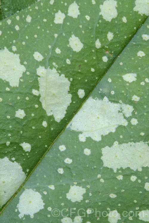 Closeup of the foliage of Lungwort or Jerusalem Sage (<i>Pulmonaria saccharata</i>), a spring-flowering perennial notable for its white-spotted foliage. It occurs naturally in the Apennine. Mountains of Italy and France. pulmonaria-2766htm'>Pulmonaria. Order: Boraginales</a>