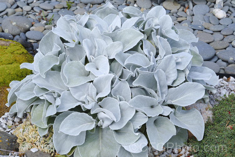 Angel. Wings (<i>Senecio candidans</i>), an evergreen perennial or subshrub cultivated more for its showy silver-grey leaves than its head of golden yellow daisy flowers. Originally native to India, it has proven to be quite hardy and adaptable in cultivation. senecio-3303htm'>Senecio.
