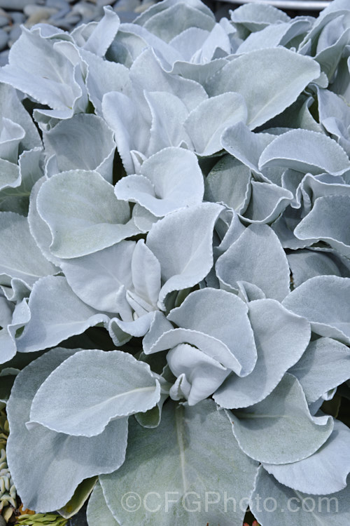 Angel. Wings (<i>Senecio candidans</i>), an evergreen perennial or subshrub cultivated more for its showy silver-grey leaves than its head of golden yellow daisy flowers. Originally native to India, it has proven to be quite hardy and adaptable in cultivation. senecio-3303htm'>Senecio.