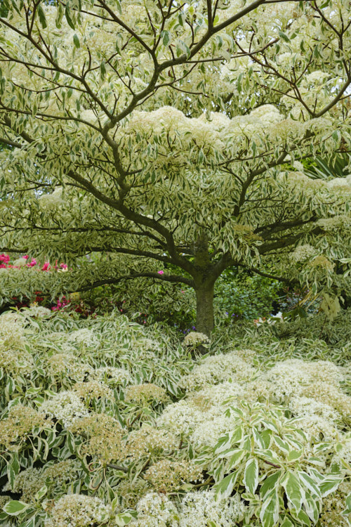 Cornus alternifolia 'Argentea' (syn 'Variegata'), this gracefully cultivar of the eastern North American Pagoda Dogwood, Wedding Cake Tree or Green Osier is difficult to propagate and hence rare. It grows to around 5m tall and its tiered branching habit is very distinctive. Order: Cornales, Family: Cornaceae
