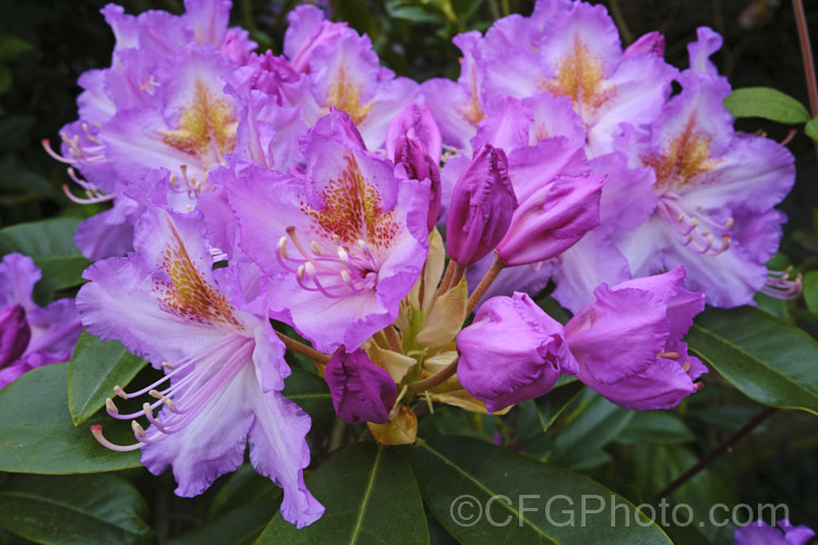 Pontic. Rhododendron (<i>Rhododendron ponticum</i>), a large, evergreen, late spring- to early summer-flowering shrub native to the Mediterranean region. It can grow to over 8m tall, is tough and adaptable, and has naturalised in many temperate areas