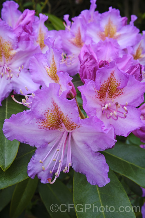 Pontic. Rhododendron (<i>Rhododendron ponticum</i>), a large, evergreen, late spring- to early summer-flowering shrub native to the Mediterranean region. It can grow to over 8m tall, is tough and adaptable, and has naturalised in many temperate areas
