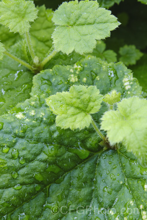 Young plantlets on the leaves of the Piggyback Plant or Pickaback Plant (<i>Tolmiea menziesii</i>), a soft-leafed evergreen perennial native to western North America as far north as coastal. Alaska. Often grown as a house plant. Order: Saxifragales, Family: Saxifragaceae