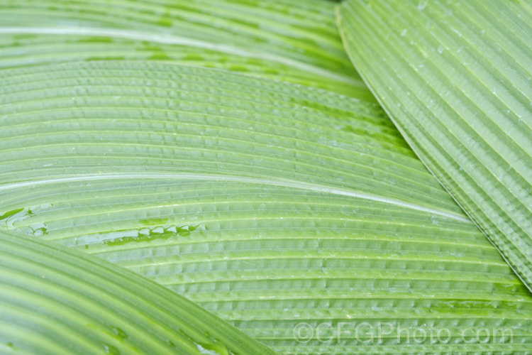The distinctively textured foliage of Palmgrass, Highland Pit. Pit or Broadleafed. Bristlegrass (<i>Setaria palmifolia</i>),a very wide-leaved grass native to tropical and warm-temperate Asia. The foliage creates an effect similar to a low, clumping palm, though when the plumes of flowers appear its true identity is revealed. While very ornamental, this species has the potential to be invasive in suitable climates. setaria-3631htm'>Setaria. . Order: Poales</a>