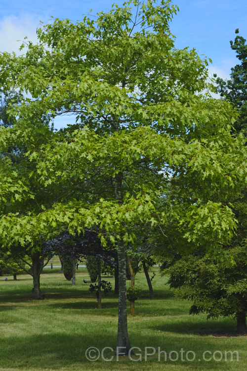 Northern Pin Oak or Hill's Oak (<i>Quercus ellipsoidalis</i>), a round-headed, deciduous tree up to 20m tall It occurs naturally central North America, in both. Canada and the United States. The lustrous green summer foliage turns vivid red in autumn. Unlike the similar. Quercus palustris, this species has a preference for light, sandy soils. On foliage alone, Q ellipsoidalis and Q palustris are difficult to distinguish, but their acorns are quite differently shaped and marked