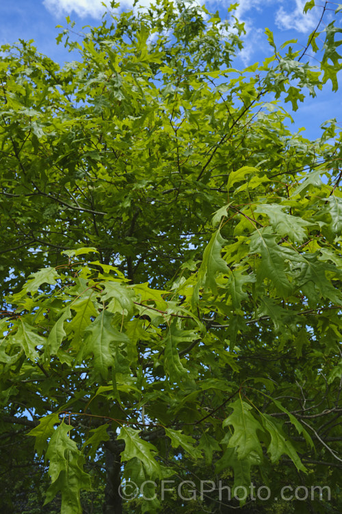 Northern Pin Oak or Hill's Oak (<i>Quercus ellipsoidalis</i>), a round-headed, deciduous tree up to 20m tall It occurs naturally central North America, in both. Canada and the United States. The lustrous green summer foliage turns vivid red in autumn. Unlike the similar. Quercus palustris, this species has a preference for light, sandy soils. On foliage alone, Q ellipsoidalis and Q palustris are difficult to distinguish, but their acorns are quite differently shaped and marked