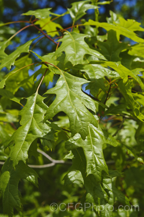Northern Pin Oak or Hill's Oak (<i>Quercus ellipsoidalis</i>), a round-headed, deciduous tree up to 20m tall It occurs naturally central North America, in both. Canada and the United States. The lustrous green summer foliage turns vivid red in autumn. Unlike the similar. Quercus palustris, this species has a preference for light, sandy soils. On foliage alone, Q ellipsoidalis and Q palustris are difficult to distinguish, but their acorns are quite differently shaped and marked