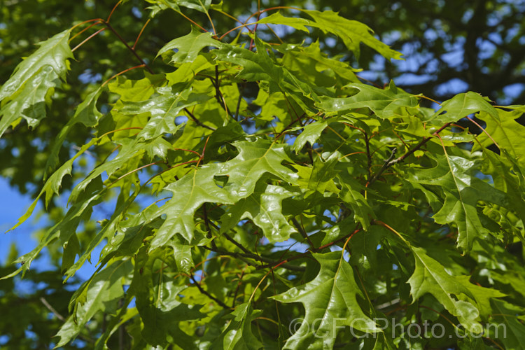 Northern Pin Oak or Hill's Oak (<i>Quercus ellipsoidalis</i>), a round-headed, deciduous tree up to 20m tall It occurs naturally central North America, in both. Canada and the United States. The lustrous green summer foliage turns vivid red in autumn. Unlike the similar. Quercus palustris, this species has a preference for light, sandy soils. On foliage alone, Q ellipsoidalis and Q palustris are difficult to distinguish, but their acorns are quite differently shaped and marked