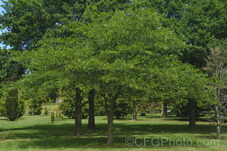 Willow Oak (<i>Quercus phellos</i>), a 20-30m tall deciduous tree native to the central and eastern United States. Order: Fagales, Family: Fagaceae Order: Fagales</a>