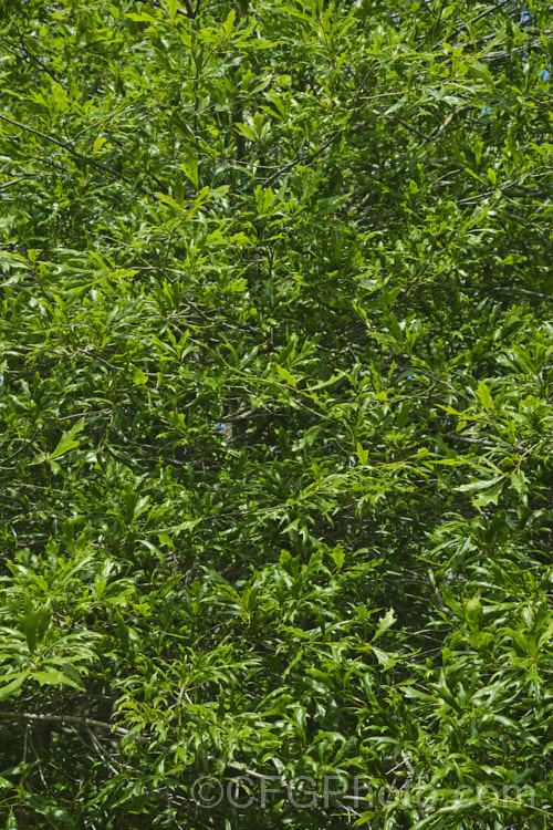 Willow Oak (<i>Quercus phellos</i>), a 20-30m tall deciduous tree native to the central and eastern United States. Order: Fagales, Family: Fagaceae Order: Fagales</a>