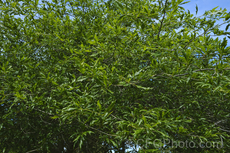 Willow Oak (<i>Quercus phellos</i>), a 20-30m tall deciduous tree native to the central and eastern United States. Order: Fagales, Family: Fagaceae Order: Fagales</a>