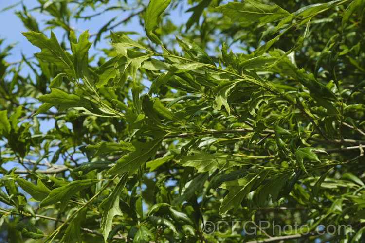 Willow Oak (<i>Quercus phellos</i>), a 20-30m tall deciduous tree native to the central and eastern United States. Order: Fagales, Family: Fagaceae Order: Fagales</a>