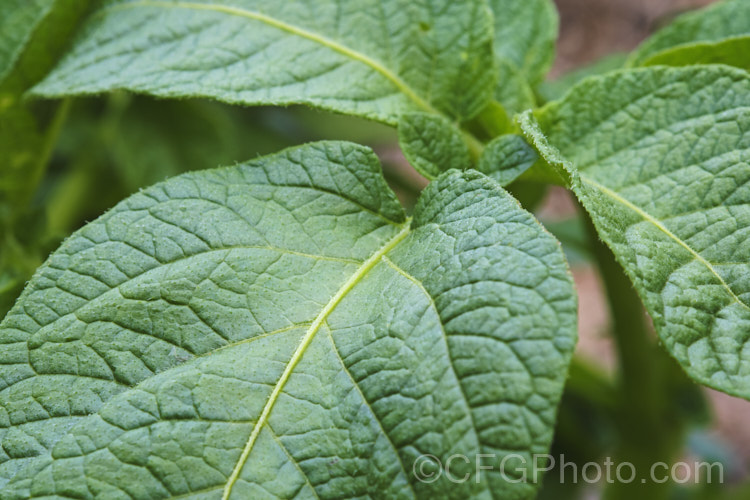 The foliage of the garden potato (<i>Solanum tuberosum</i>), now available in myriad forms and grown nearly worldwide, this tuberous perennial was originally native to South America. solanum-2141htm'>Solanum. Order: Solanales</a>