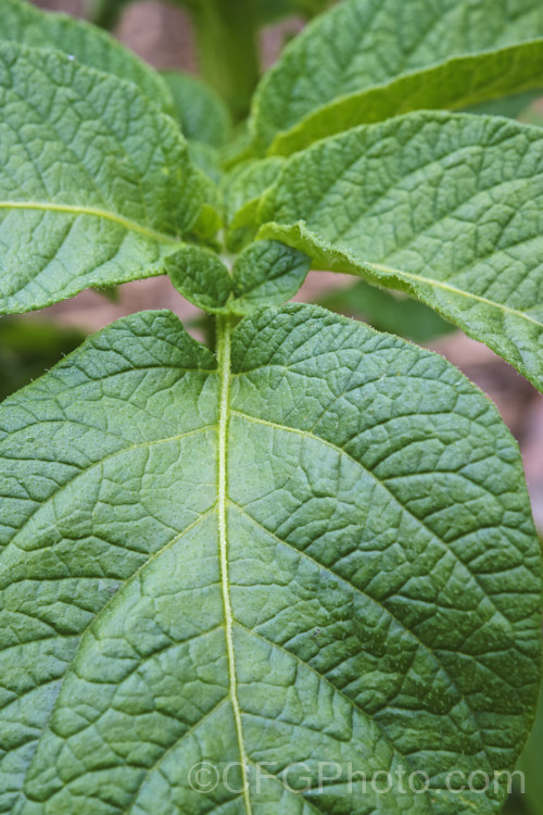 The foliage of the garden potato (<i>Solanum tuberosum</i>), now available in myriad forms and grown nearly worldwide, this tuberous perennial was originally native to South America. solanum-2141htm'>Solanum. Order: Solanales</a>