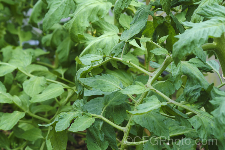 The foliage of garden tomatoes (<i>Solanum lycopersicum [syn. Lycopersicon esculentum]), a usually short-lived, perennial, scrambling, evergreen, South American vine that has been extensively developed for its succulent savoury fruits. solanum-2141htm'>Solanum. Order: Solanales</a>