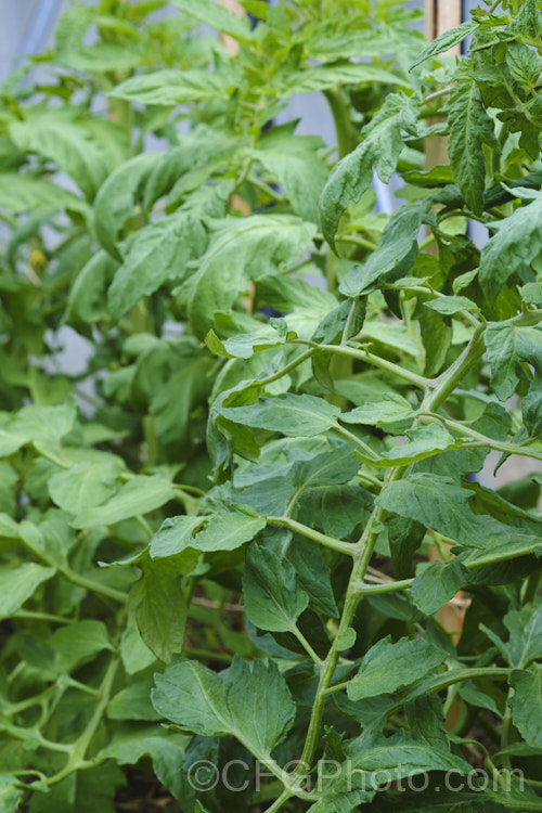 The foliage of garden tomatoes (<i>Solanum lycopersicum [syn. Lycopersicon esculentum]), a usually short-lived, perennial, scrambling, evergreen, South American vine that has been extensively developed for its succulent savoury fruits. solanum-2141htm'>Solanum. Order: Solanales</a>