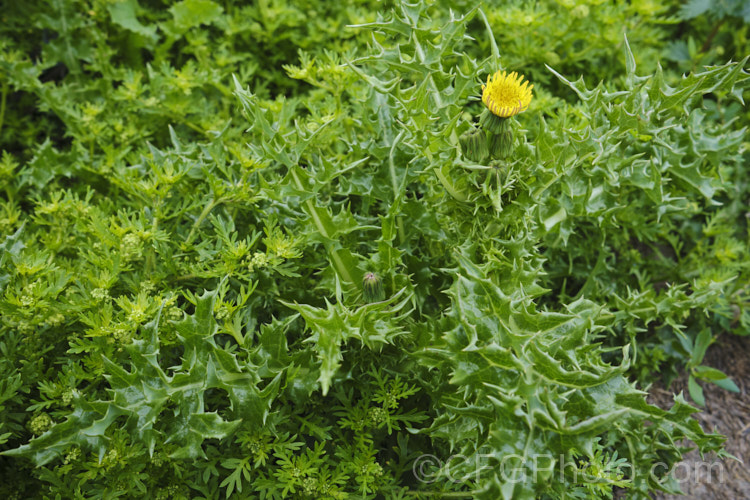 Prickly Sow Thistle (<i>Sonchus asper</i>), an annual daisy that has thick, lustrous, slightly glaucous leaves with lobes that are tipped with relatively soft spines. Although nowhere near as aggressive as those of most thistles, the spines distinguish this species from most others in the genus. Sonchus. Order: Asterales</a>