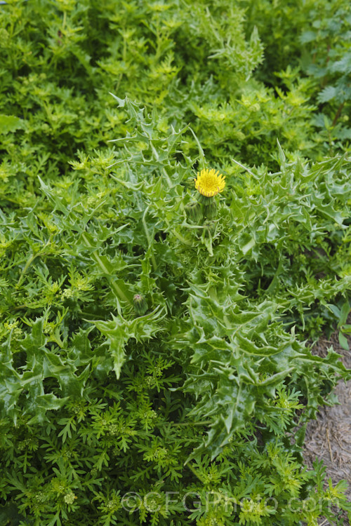 Prickly Sow Thistle (<i>Sonchus asper</i>), an annual daisy that has thick, lustrous, slightly glaucous leaves with lobes that are tipped with relatively soft spines. Although nowhere near as aggressive as those of most thistles, the spines distinguish this species from most others in the genus. Sonchus. Order: Asterales</a>