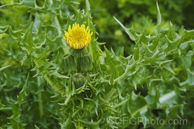 Prickly Sow Thistle (<i>Sonchus asper</i>), an annual daisy that has thick, lustrous, slightly glaucous leaves with lobes that are tipped with relatively soft spines. Although nowhere near as aggressive as those of most thistles, the spines distinguish this species from most others in the genus. Sonchus. Order: Asterales</a>
