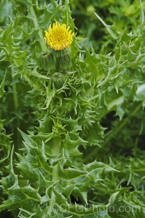 Prickly Sow Thistle (<i>Sonchus asper</i>), an annual daisy that has thick, lustrous, slightly glaucous leaves with lobes that are tipped with relatively soft spines. Although nowhere near as aggressive as those of most thistles, the spines distinguish this species from most others in the genus. Sonchus. Order: Asterales</a>