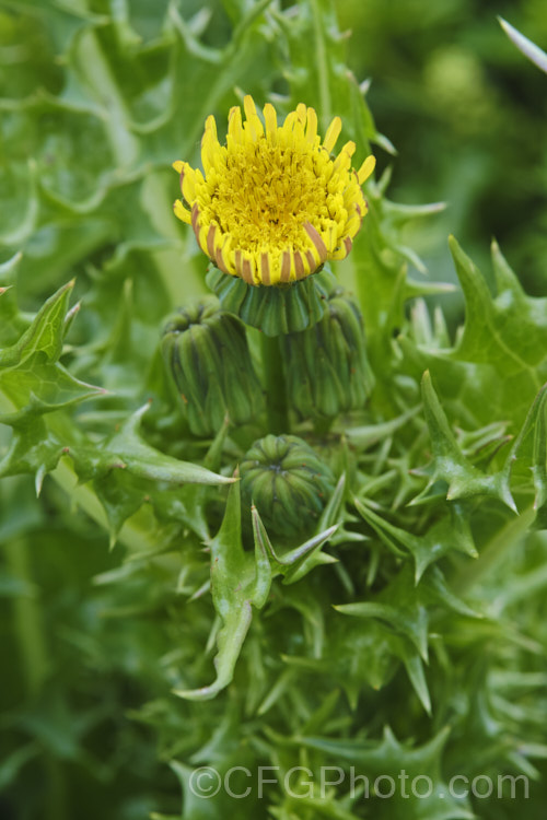 Prickly Sow Thistle (<i>Sonchus asper</i>), an annual daisy that has thick, lustrous, slightly glaucous leaves with lobes that are tipped with relatively soft spines. Although nowhere near as aggressive as those of most thistles, the spines distinguish this species from most others in the genus. Sonchus. Order: Asterales</a>