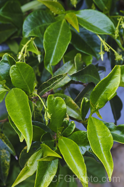 The foliage and flower buds of Star Jasmine (<i>Trachelospermum jasminoides</i>), an evergreen climber native to China. Its flowers are very fragrant and appear mainly in summer. trachelospermum-3362htm'>Trachelospermum. Order: Gentianales, Family: Apocynaceae Order: Gentianales</a>
