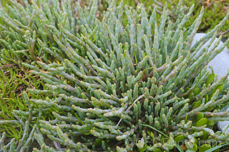 Beaded. Samphire or Beaded. Glasswort (<i>Sarcocornia quinqueflora [syn. Salicornia australis]), a carpeting coastal perennial or subshrub native to Australia and New Zealand It is notable for its ability to survive in salt-saturated soils. In sheltered places it can grow to 50cm tall but is usually kept much shorter by constant exposure to coastal winds. sarcocornia-3280htm'>Sarcocornia. Order: Caryophyllales, Family: Amaranthaceae Order: Caryophyllales</a>