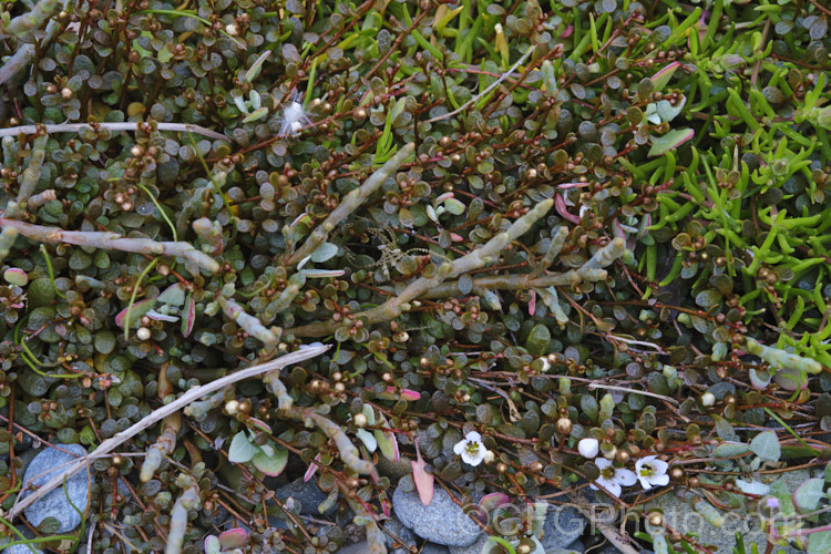 Sea Primrose, Shore Pimpernel or Maakoako (<i>Samolus repens var. repens</i>), a New Zealand form of an estuarine plant also found in coastal areas of southeastern Australia, southernChile and the southern Pacific Islands. It has a spreading prostrate growth habit and flowers in late spring to early summer. Order: Ericales, Family: Polemoniaceae