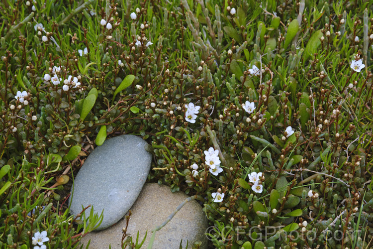 Sea Primrose, Shore Pimpernel or Maakoako (<i>Samolus repens var. repens</i>), a New Zealand form of an estuarine plant also found in coastal areas of southeastern Australia, southernChile and the southern Pacific Islands. It has a spreading prostrate growth habit and flowers in late spring to early summer. Order: Ericales, Family: Polemoniaceae