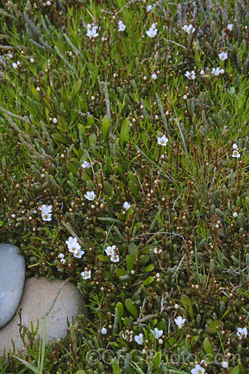 Sea Primrose, Shore Pimpernel or Maakoako (<i>Samolus repens var. repens</i>), a New Zealand form of an estuarine plant also found in coastal areas of southeastern Australia, southernChile and the southern Pacific Islands. It has a spreading prostrate growth habit and flowers in late spring to early summer. Order: Ericales, Family: Polemoniaceae