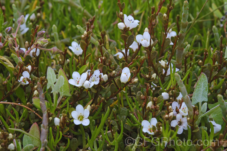 Sea Primrose, Shore Pimpernel or Maakoako (<i>Samolus repens var. repens</i>), a New Zealand form of an estuarine plant also found in coastal areas of southeastern Australia, southernChile and the southern Pacific Islands. It has a spreading prostrate growth habit and flowers in late spring to early summer. samolus-3716htm'>Samolus. Order: Ericales, Family: Polemoniaceae