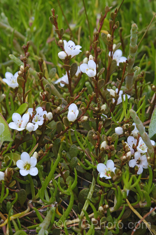 Sea Primrose, Shore Pimpernel or Maakoako (<i>Samolus repens var. repens</i>), a New Zealand form of an estuarine plant also found in coastal areas of southeastern Australia, southernChile and the southern Pacific Islands. It has a spreading prostrate growth habit and flowers in late spring to early summer. Order: Ericales, Family: Polemoniaceae
