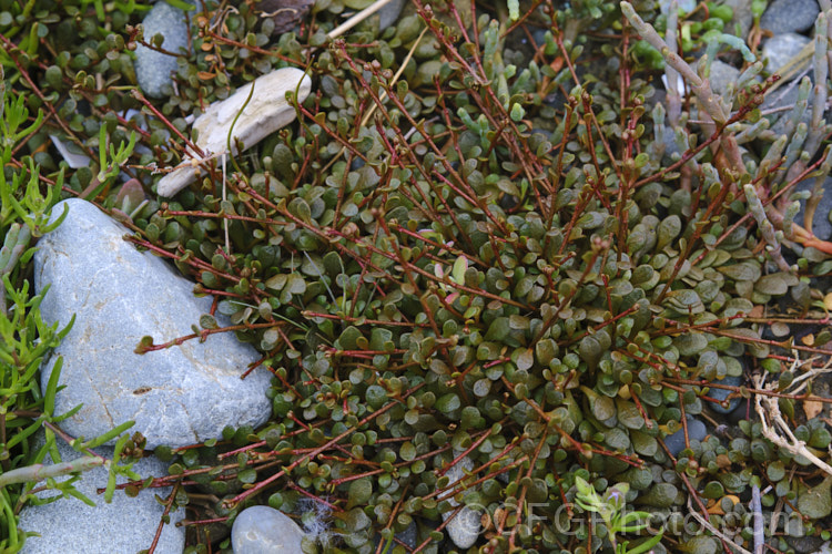Sea Primrose, Shore Pimpernel or Maakoako (<i>Samolus repens var. repens</i>), a New Zealand form of an estuarine plant also found in coastal areas of southeastern Australia, southernChile and the southern Pacific Islands. It has a spreading prostrate growth habit and flowers in late spring to early summer. Order: Ericales, Family: Polemoniaceae