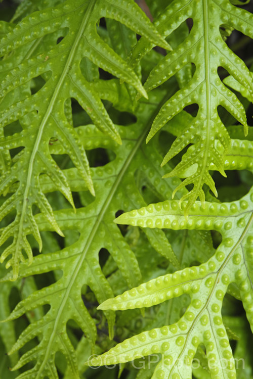 Hound's Tongue. Fern (<i>Microsorum pustulatum [syn. Phymatosorus diversifolius]), a leathery-fronded, creeping and climbing, evergreen rhizomatous fern found in southeastern Australia and through much of New Zealand microsorum-3149htm'>Microsorum. Order: Polypodiales, Family: Polypodiaceae Order: Polypodiales</a>