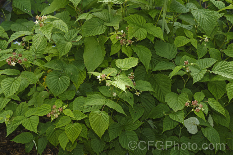 Tayberry with just pollinated flowers. This hybrid between a blackberry (<i>Rubus fruticosus</i>) and a raspberry (<i>Rubus idaeus</i>) was developed in the 1970s by Derek. Jennings of Dundee, Scotland. The fruit, which develops early, is well-flavoured, closer to raspberry than a blackberry, but has a smooth texture like a blackberry. Order: Rosales, Family: Rosaceae