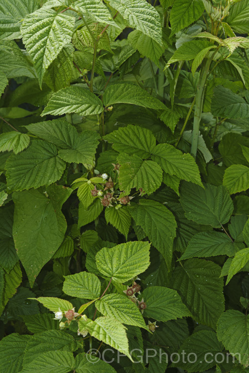 Tayberry with just pollinated flowers. This hybrid between a blackberry (<i>Rubus fruticosus</i>) and a raspberry (<i>Rubus idaeus</i>) was developed in the 1970s by Derek. Jennings of Dundee, Scotland. The fruit, which develops early, is well-flavoured, closer to raspberry than a blackberry, but has a smooth texture like a blackberry. Order: Rosales, Family: Rosaceae