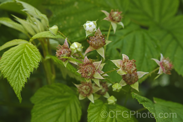 Tayberry with just pollinated flowers. This hybrid between a blackberry (<i>Rubus fruticosus</i>) and a raspberry (<i>Rubus idaeus</i>) was developed in the 1970s by Derek. Jennings of Dundee, Scotland. The fruit, which develops early, is well-flavoured, closer to raspberry than a blackberry, but has a smooth texture like a blackberry. Order: Rosales, Family: Rosaceae
