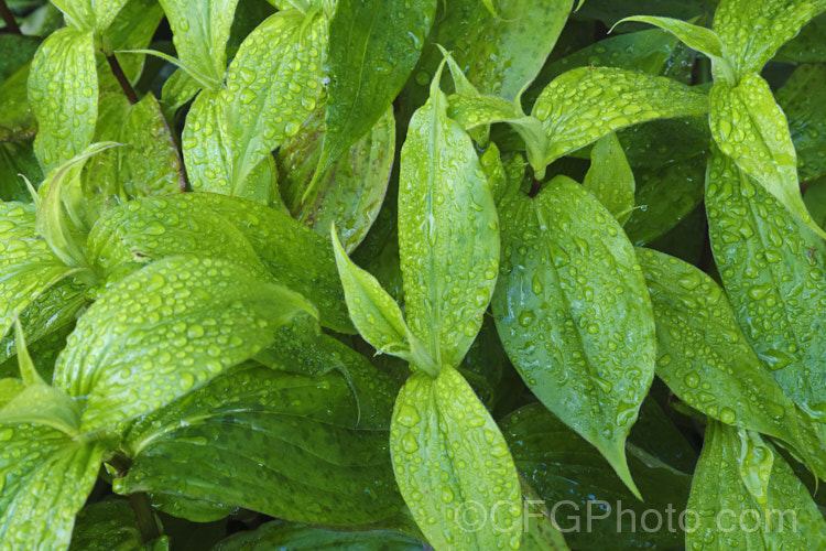 The summer foliage of the Toad. Lily (<i>Tricyrtis hirta</i>), an autumn-flowering Japanese herbaceous perennial that forms a large, spreading clump around 80cm high. tricyrtis-2303htm'>Tricyrtis. <a href='liliaceae-plant-family-photoshtml'>Liliaceae</a>. Order: Liliales</a>