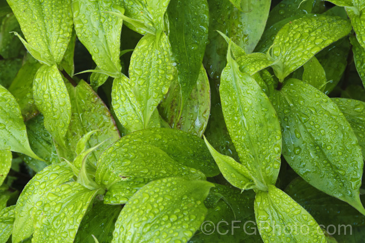 The summer foliage of the Toad. Lily (<i>Tricyrtis hirta</i>), an autumn-flowering Japanese herbaceous perennial that forms a large, spreading clump around 80cm high. tricyrtis-2303htm'>Tricyrtis. <a href='liliaceae-plant-family-photoshtml'>Liliaceae</a>. Order: Liliales</a>