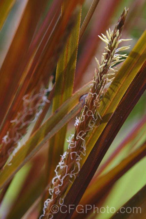 The flower spike of Red Hook. Sedge (<i>Uncinia rubra</i>), a grassy sedge with deep red-brown foliage that is edged with tiny but vicious hooked barbs. It grows to around 40cm high but can form wide-spreading clumps. It occurs over most of New Zealand uncinia-3676htm'>Uncinia. Order: Poales, Family: Cyperaceae Order: Poales</a>