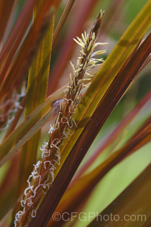 The flower spike of Red Hook. Sedge (<i>Uncinia rubra</i>), a grassy sedge with deep red-brown foliage that is edged with tiny but vicious hooked barbs. It grows to around 40cm high but can form wide-spreading clumps. It occurs over most of New Zealand uncinia-3676htm'>Uncinia. Order: Poales, Family: Cyperaceae Order: Poales</a>