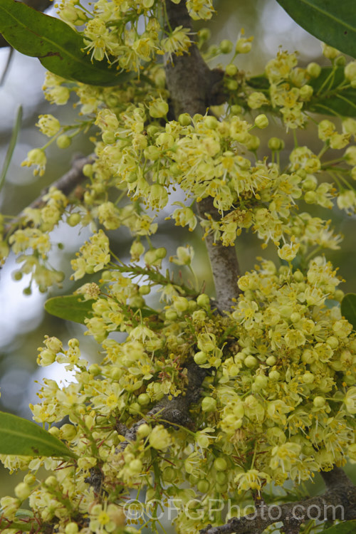 Flowers of the Longleaf. Pepper. Tree (<i>Schinus longifolia</i>), a late spring- to early summer-flowering, evergreen, large shrub or small tree native to areas of Uruguay and Argentina around the mouth of the River Plate. schinus-2490htm'>Schinus. <a href='anacardiaceae-plant-family-photoshtml'>Anacardiaceae</a>. Order: Sapindales</a>