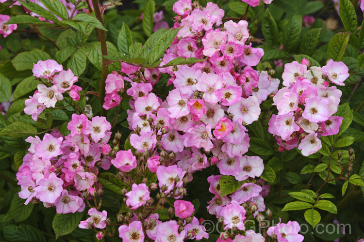 Rosa 'Heinrich Conrad Soth', a Lambertiana Shrub rose raised by Lambert of Germany in 1919. It grows up to 2m high and wide and produces an abundance of small flowers. It is showy and flowers throughout the warmer months by is rather disease prone. Order: Rosales, Family: Rosaceae