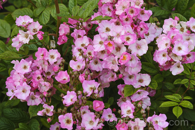 Rosa 'Heinrich Conrad Soth', a Lambertiana Shrub rose raised by Lambert of Germany in 1919. It grows up to 2m high and wide and produces an abundance of small flowers. It is showy and flowers throughout the warmer months by is rather disease prone. Order: Rosales, Family: Rosaceae