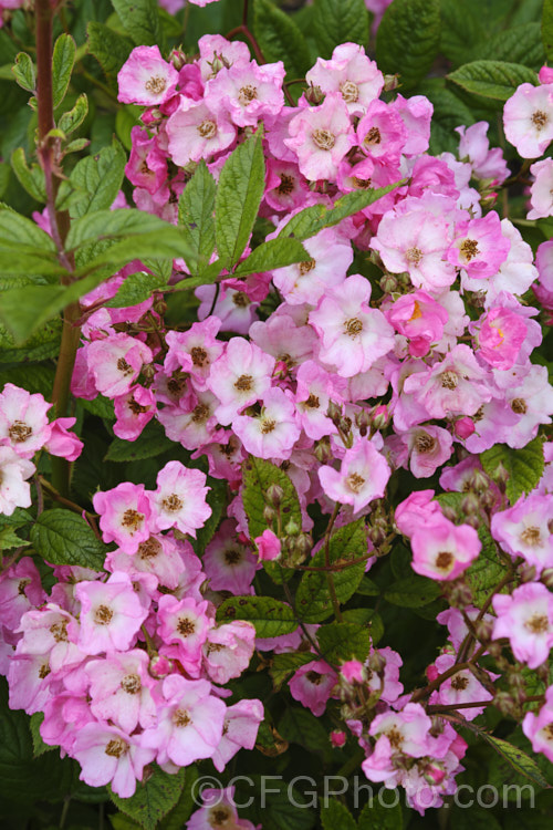 Rosa 'Heinrich Conrad Soth', a Lambertiana Shrub rose raised by Lambert of Germany in 1919. It grows up to 2m high and wide and produces an abundance of small flowers. It is showy and flowers throughout the warmer months by is rather disease prone. Order: Rosales, Family: Rosaceae