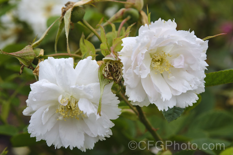 Rosa 'Fimbriata' (<i>Rosa rugosa x 'Mme Alfred Carriere'), a Rugosa hybrid raised by Morlet of France in 1891. It is a bush that grows to at least 2m high if not heavily pruned. Order: Rosales, Family: Rosaceae